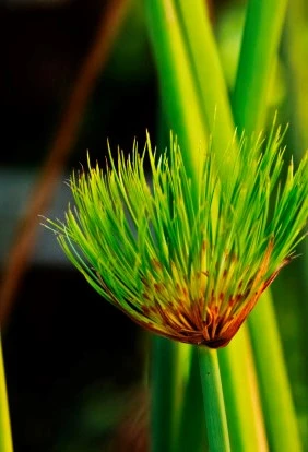 kamerplant4 638145773217323107
