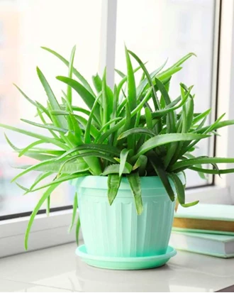 kamerplant5 638112907833984557