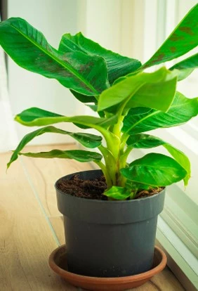 kamerplant5 638145774624466105