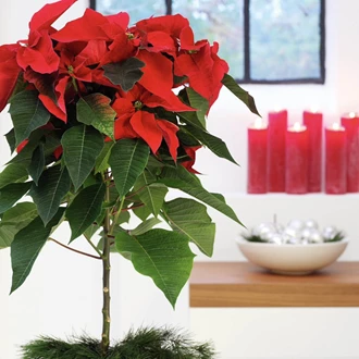 kerstster 