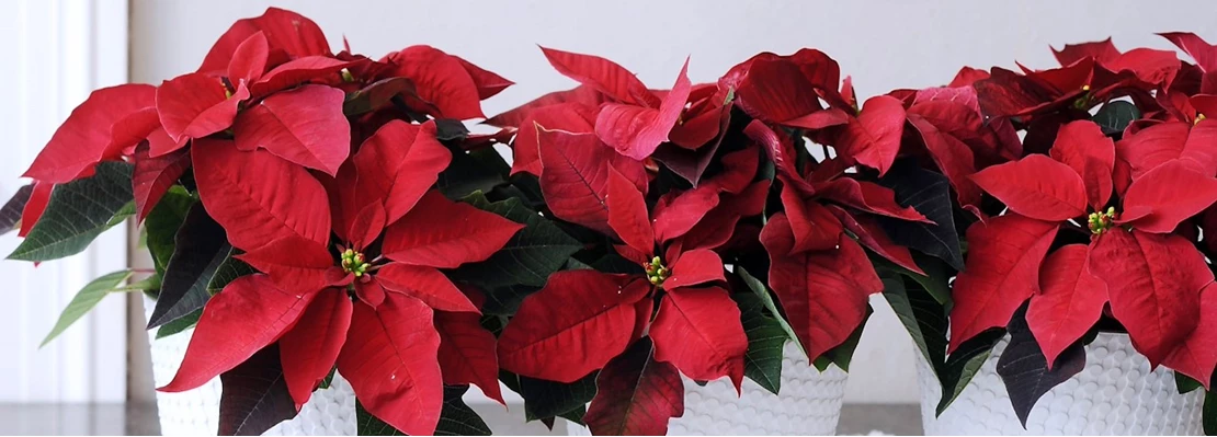kerstster banner