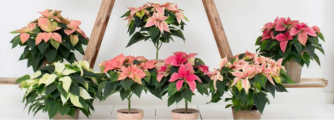 kerstster footer