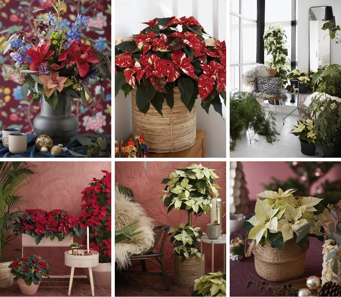 kerstster modern 11