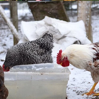 absorptie teksten Duplicatie Hoe krijg ik mijn kippen gezond de winter door - Tuincentrum Pelckmans