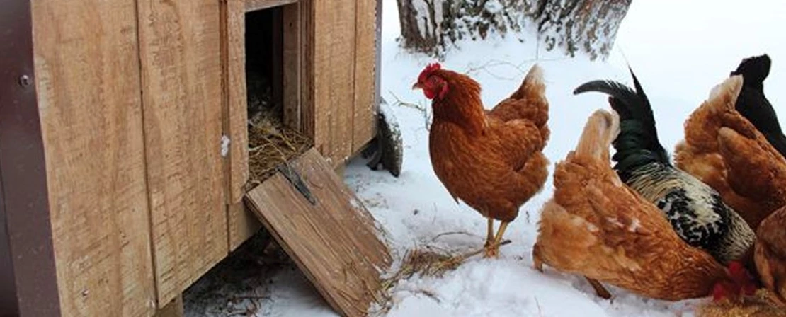 ik mijn kippen de winter door Tuincentrum Pelckmans