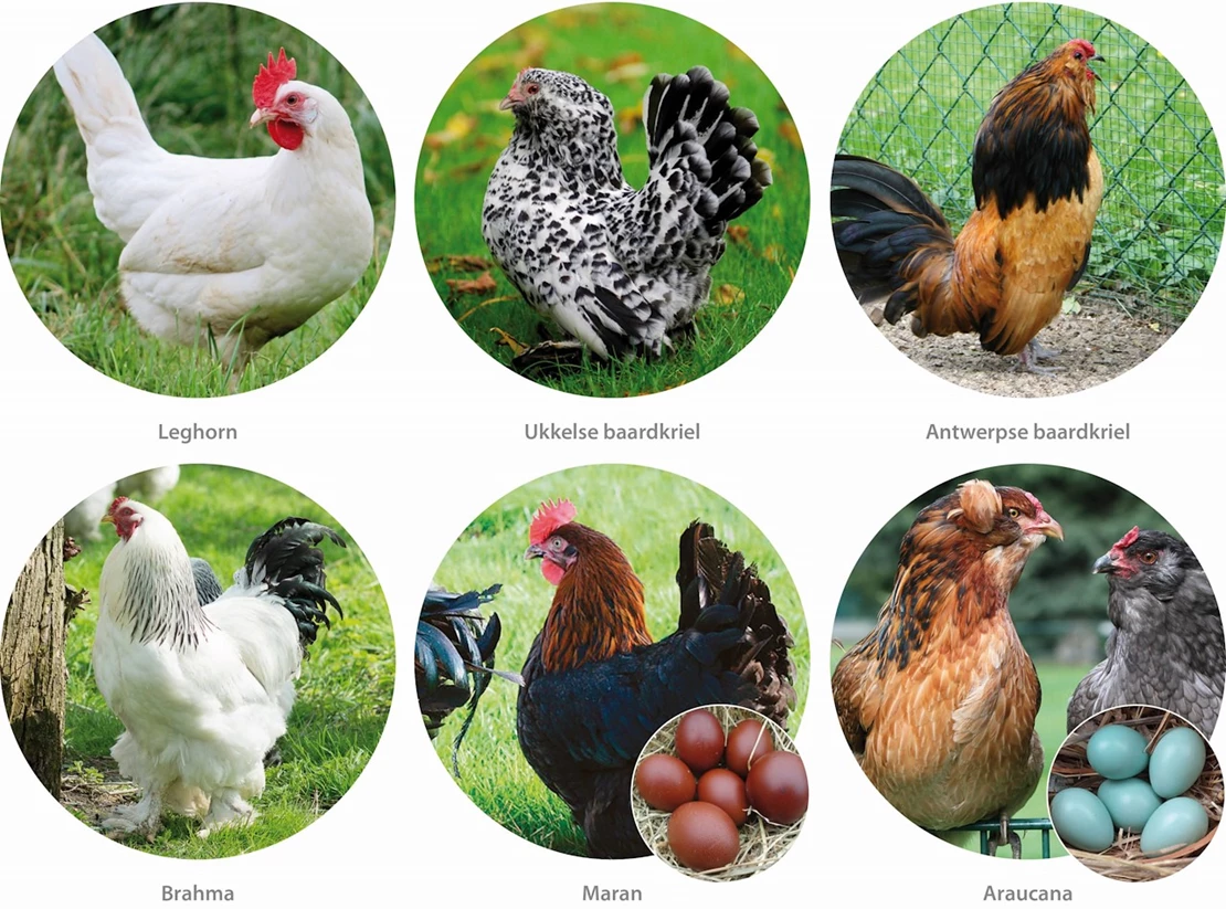Grazen klein verkiezing Zo houd je kippen in de tuin - Tuincentrum Pelckmans