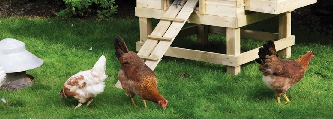 Blootstellen versneller Kaal Een driesterren verblijf voor je kippen - Tuincentrum Pelckmans
