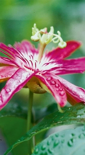 mediterane tuin1 638157923381260727