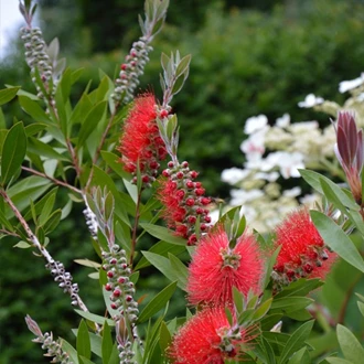 mediterane tuin10 638158462991207559