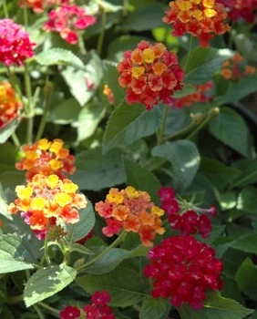 mediterane tuin2 638157924239329674