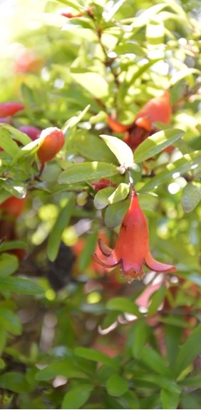 mediterane tuin3 638157925246298894