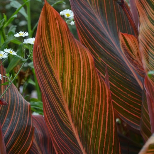 mediterane tuin6 638157927379331608