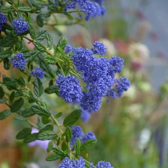 mediterane tuin8 638158462814707169