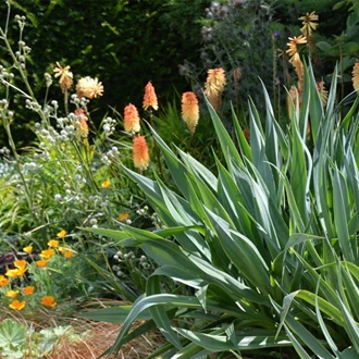 mediterane tuin9 638158463083336540