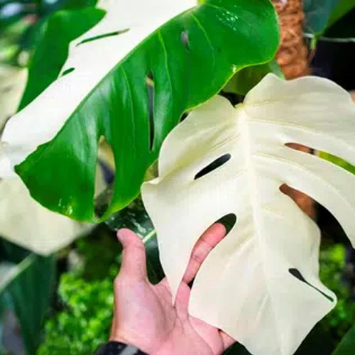 monstera2 638102604553386925