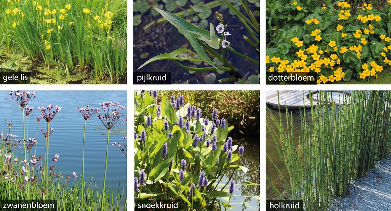 Nieuw De mooiste planten voor je vijver - Tuincentrum Pelckmans AZ-54