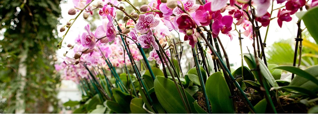 Zeggen Verzamelen Uitdrukking Eerste hulp bij orchidee-problemen - Tuincentrum Pelckmans