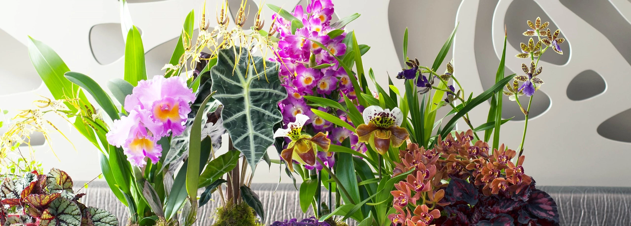 Orchideeën Meer Soorten Dan Je Denkt Tuincentrum Pelckmans