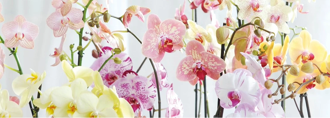 orchidee verzorging 