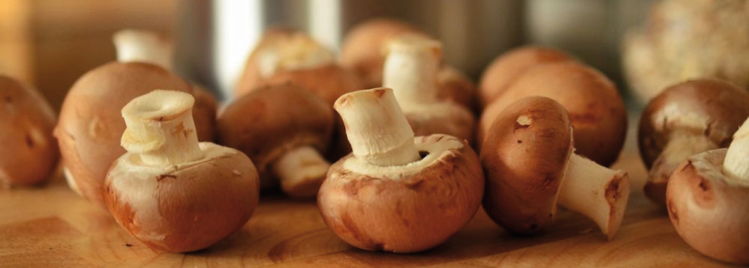 Zo kweek je je eigen paddenstoelen Tuincentrum Pelckmans