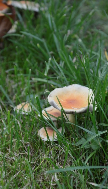 paddenstoelen1 638011843220757675