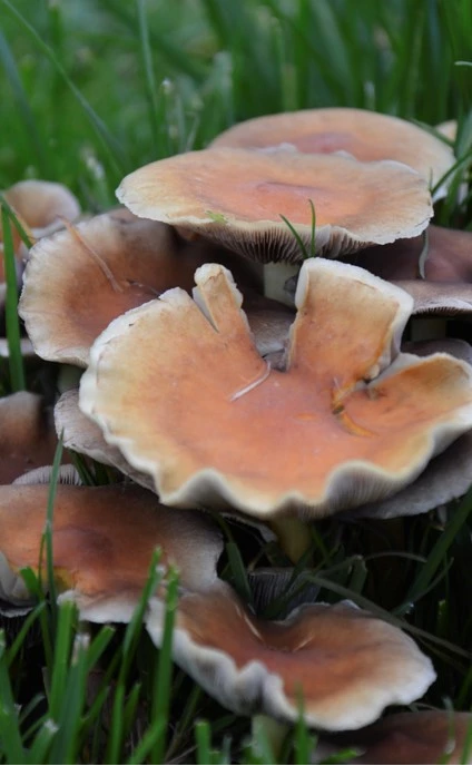 paddenstoelen2 638011843994284084