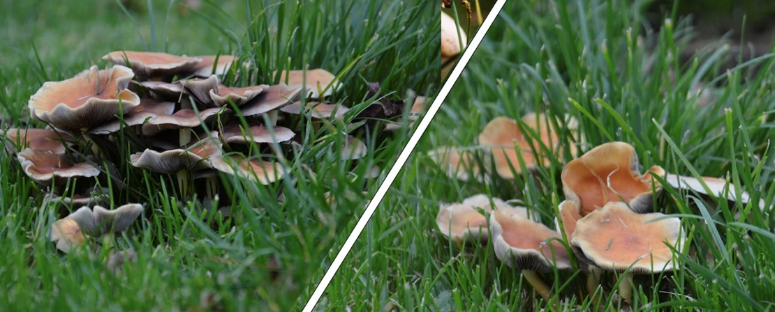 paddenstoelen4 638011847208660776