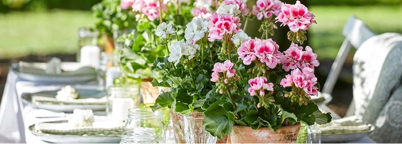 pelargonium 637641233185257657