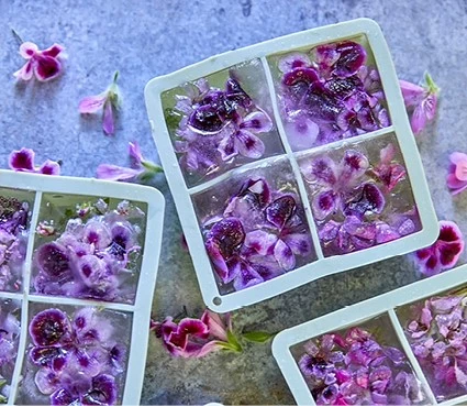 pelargonium11 637641863246836348