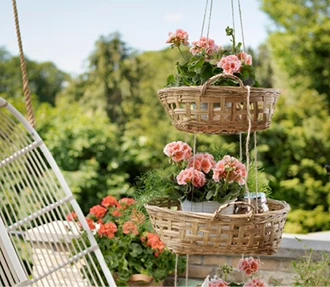 pelargonium5 637641239186009389