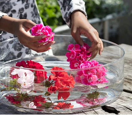 pelargonium6 637641234387616099