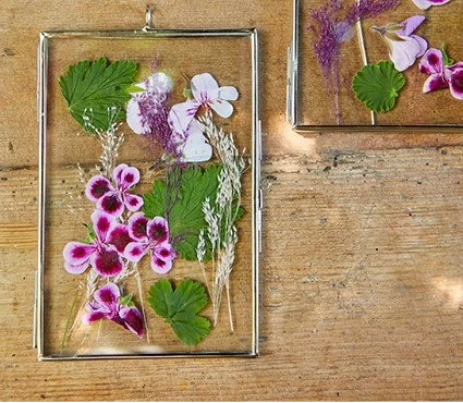 pelargonium7 637641235680127974