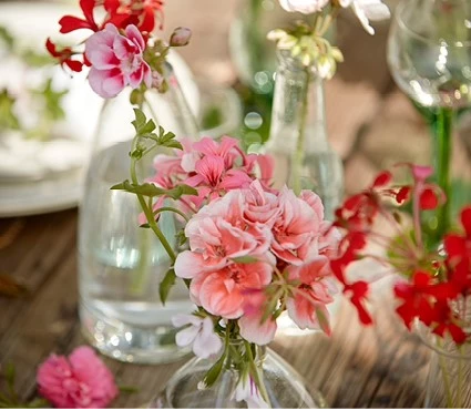 pelargonium8 637641236218224835