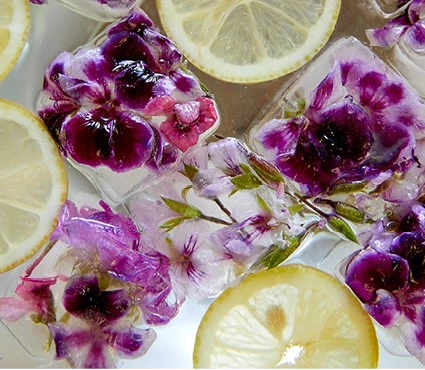 pelargonium9 637641236822832243