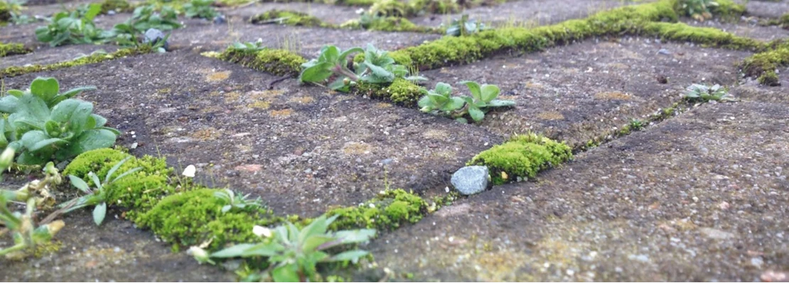 pelargonzuur header