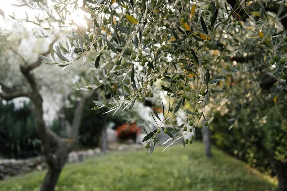 Een olijfboom op je terras? Zo houd je hem in topvorm. Tuincentrum Pelckmans Een olijfboom op je terras? Zo houd je hem in topvorm. Tuincentrum Pelckmans