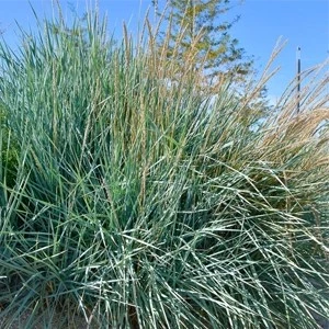 plant3 638076494944648904