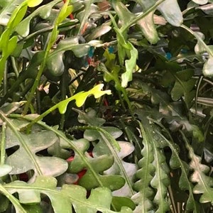 plant4 638076497729416029