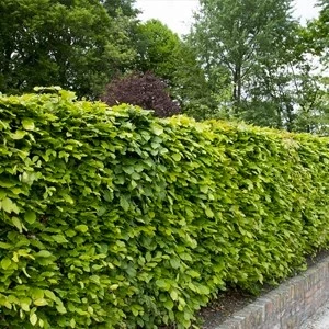 plant6 638076510923209837