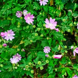 plant7 638076511005086390