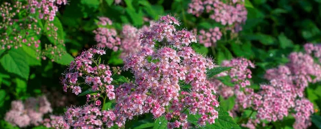 plant8 638076513969048652