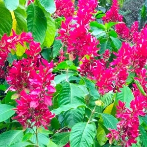 plant9 638076521261251824