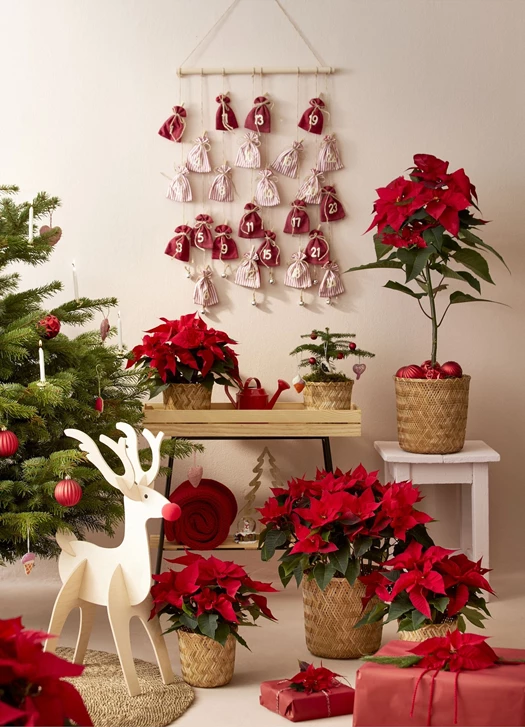 poinsettia 638377320340672241