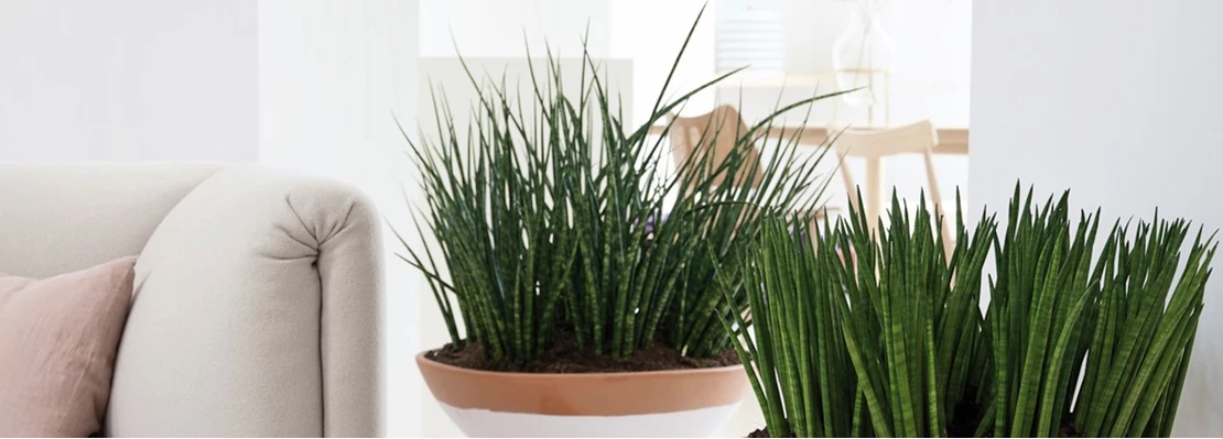 sanseveria 637394762659984787