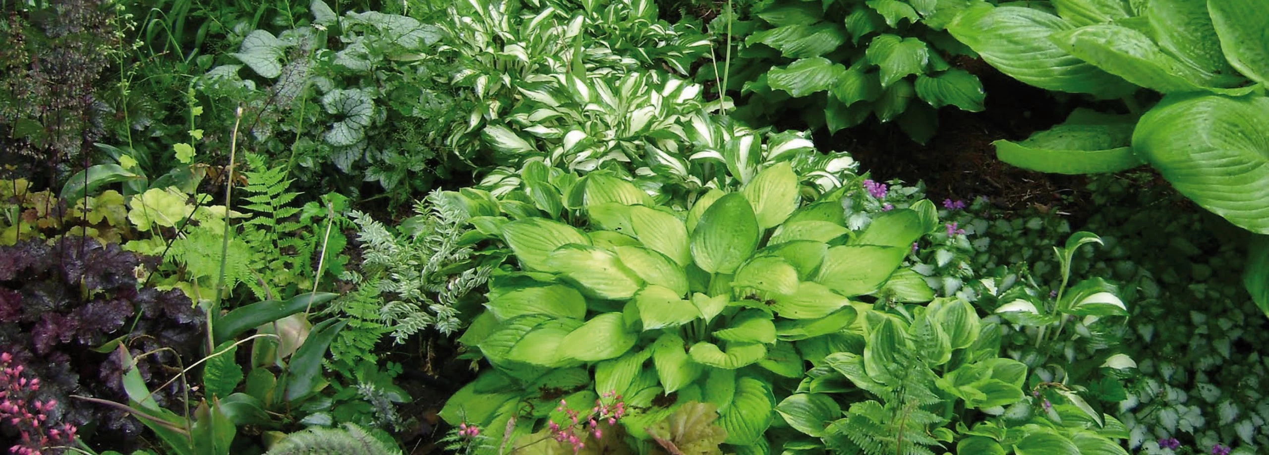 Welke plant voor welke schaduwplek? Tuincentrum Pelckmans