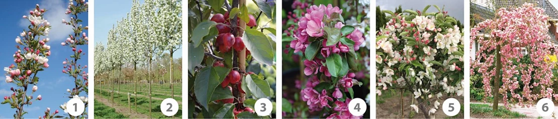 sierappels 5