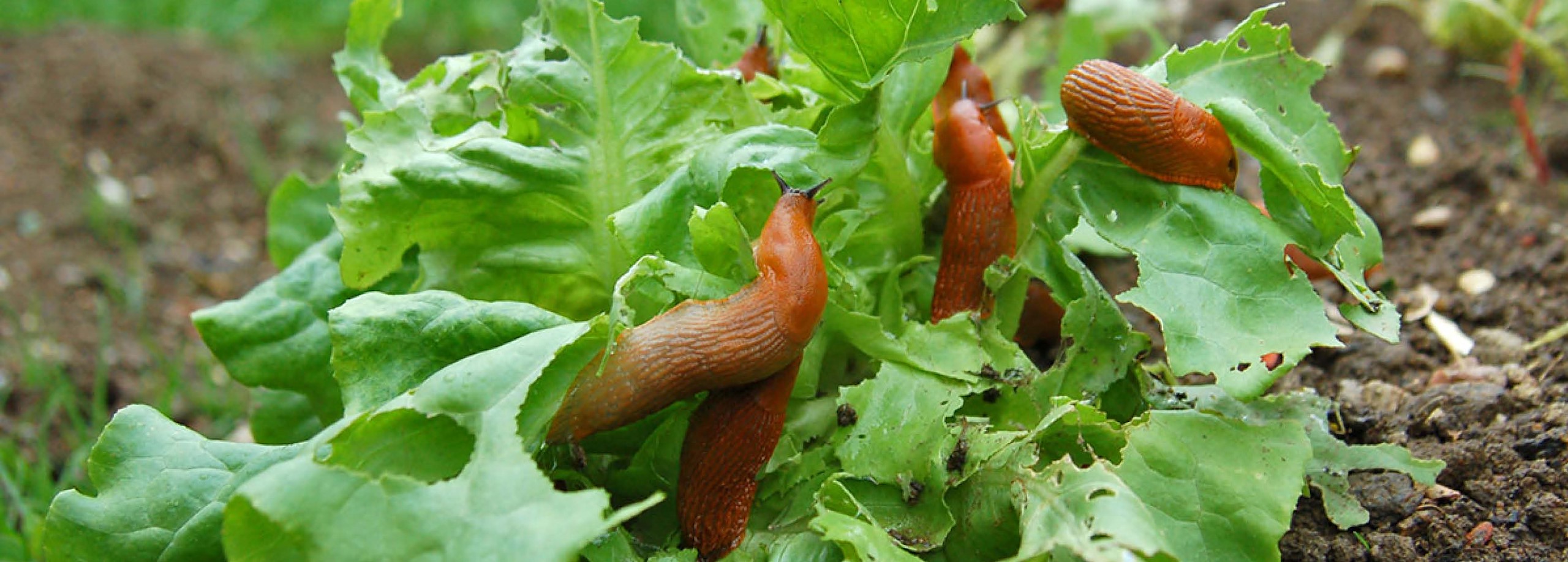 Zeg vaarwel tegen slakken in je tuin! Tuincentrum Pelckmans