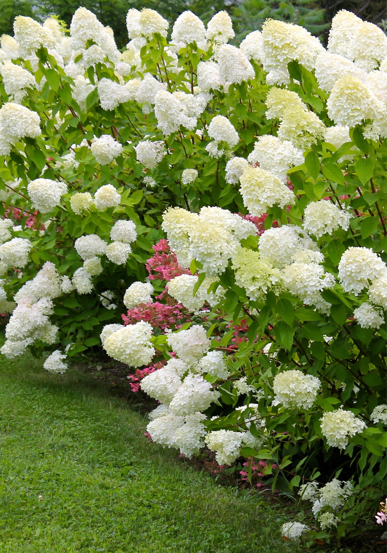 Schapenkop Hortensia Snoeien Pluimhortensia Schapenkoppen Hydrangea Paniculata 7021