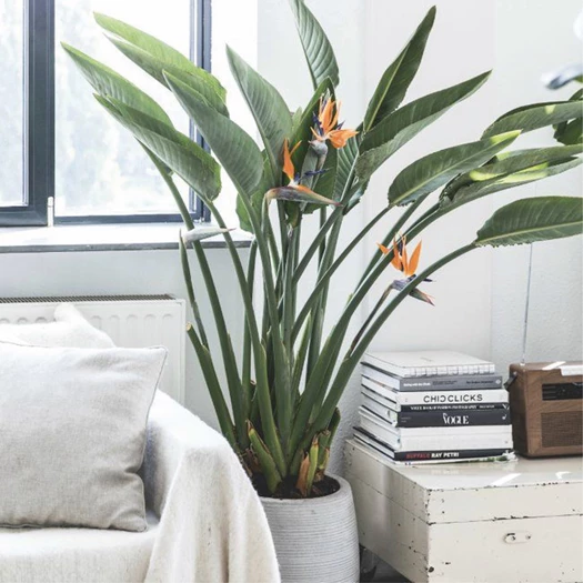 strelitzia 4