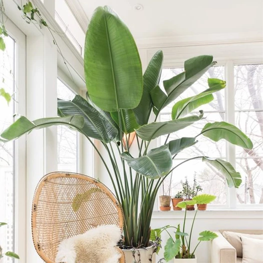 strelitzia 5